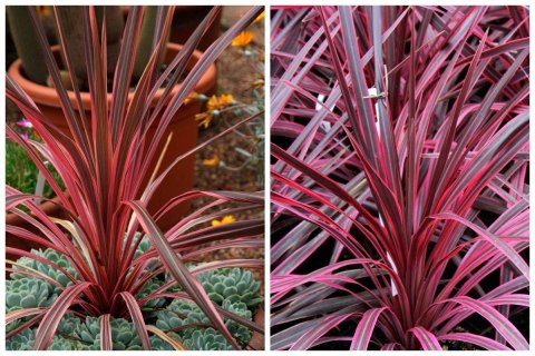 Kordylina Australijska Southern Splendour Liście Jak Dracena doniczka 0,5L Kordylina Australijska Southern Splendour Liście Jak Dracena doniczka 0,5L