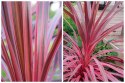 Kordylina Australijska Southern Splendour Liście Jak Dracena doniczka 0,5L
