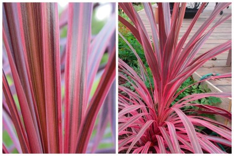 Kordylina Australijska Southern Splendour Liście Jak Dracena doniczka 0,5L Kordylina Australijska Southern Splendour Liście Jak Dracena doniczka 0,5L