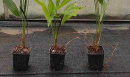 Palma Mrozoodporna Trachycarpus Fortunei doniczka 0,5L