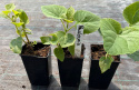 Paulownia Tlenowe Drzewko doniczka 0,5L