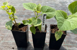 Paulownia Tlenowe Drzewko doniczka 0,5L