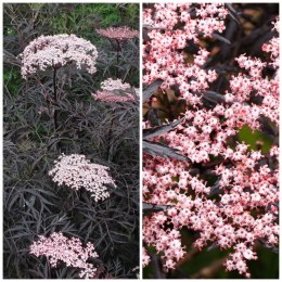 Sambucus Nigra Bez Czarny Odstrasza Szkodniki i Komary doniczka 0,5L