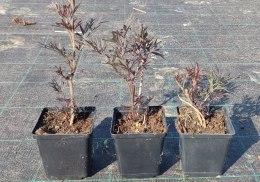 Sambucus Nigra Bez Czarny Odstrasza Szkodniki i Komary doniczka 0,5L