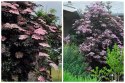 Sambucus Nigra Bez Czarny Odstrasza Szkodniki i Komary doniczka 0,5L