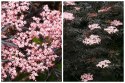 Sambucus Nigra Bez Czarny Odstrasza Szkodniki i Komary doniczka 0,5L