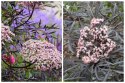 Sambucus Nigra Bez Czarny Odstrasza Szkodniki i Komary doniczka 0,5L