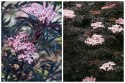 Sambucus Nigra Bez Czarny Odstrasza Szkodniki i Komary doniczka 0,5L