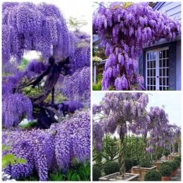 WISTERIA Sinesis GLICYNIA Chińska Wyjątkowe Pnącze Doniczka 0,5L