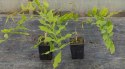 WISTERIA Sinesis GLICYNIA Chińska Wyjątkowe Pnącze Doniczka 0,5L