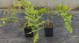WISTERIA Sinesis GLICYNIA Chińska Wyjątkowe Pnącze Doniczka 0,5L