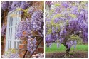 WISTERIA Sinesis GLICYNIA Chińska Wyjątkowe Pnącze Doniczka 0,5L