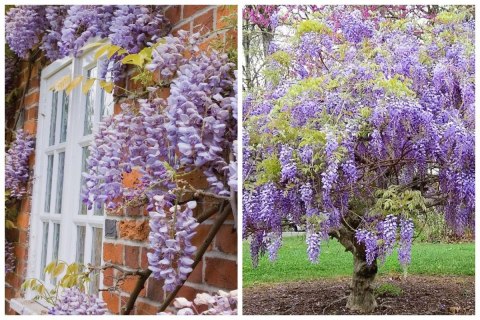 WISTERIA Sinesis GLICYNIA Chińska Wyjątkowe Pnącze Doniczka 0,5L WISTERIA Sinesis GLICYNIA Chińska Wyjątkowe Pnącze Doniczka 0,5L