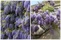 WISTERIA Sinesis GLICYNIA Chińska Wyjątkowe Pnącze Doniczka 0,5L