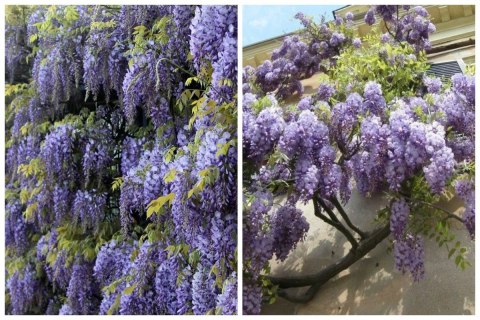WISTERIA Sinesis GLICYNIA Chińska Wyjątkowe Pnącze Doniczka 0,5L WISTERIA Sinesis GLICYNIA Chińska Wyjątkowe Pnącze Doniczka 0,5L
