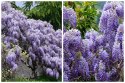 WISTERIA Sinesis GLICYNIA Chińska Wyjątkowe Pnącze Doniczka 0,5L