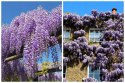 WISTERIA Sinesis GLICYNIA Chińska Wyjątkowe Pnącze Doniczka 0,5L