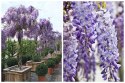 WISTERIA Sinesis GLICYNIA Chińska Wyjątkowe Pnącze Doniczka 0,5L