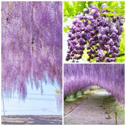 Wisteria floribunda GLICYNIA Japońska Efektowne Pnącze Doniczka 0,5L