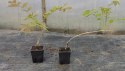 Wisteria floribunda GLICYNIA Japońska Efektowne Pnącze Doniczka 0,5L