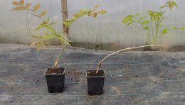 Wisteria floribunda GLICYNIA Japońska Efektowne Pnącze Doniczka 0,5L
