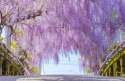 Wisteria floribunda GLICYNIA Japońska Efektowne Pnącze Doniczka 0,5L