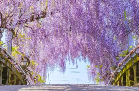 Wisteria floribunda GLICYNIA Japońska Efektowne Pnącze Doniczka 0,5L Wisteria floribunda GLICYNIA Japońska Efektowne Pnącze Doniczka 0,5L
