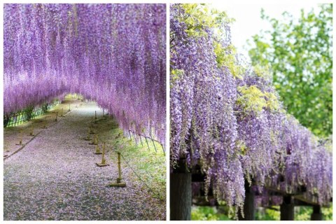 Wisteria floribunda GLICYNIA Japońska Efektowne Pnącze Doniczka 0,5L Wisteria floribunda GLICYNIA Japońska Efektowne Pnącze Doniczka 0,5L