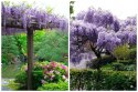 Wisteria floribunda GLICYNIA Japońska Efektowne Pnącze Doniczka 0,5L