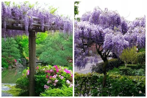 Wisteria floribunda GLICYNIA Japońska Efektowne Pnącze Doniczka 0,5L Wisteria floribunda GLICYNIA Japońska Efektowne Pnącze Doniczka 0,5L