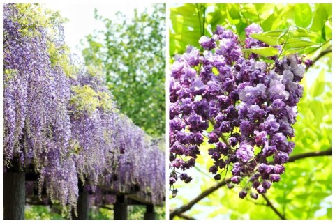 Wisteria floribunda GLICYNIA Japońska Efektowne Pnącze Doniczka 0,5L Wisteria floribunda GLICYNIA Japońska Efektowne Pnącze Doniczka 0,5L