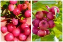 Borówka Amerykańska Pink Lemonade Różowe Owoce doniczka P9