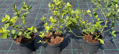 Borówka amerykańska Bluecrop doniczka 3L Borówka amerykańska Bluecrop doniczka 3L