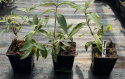 Budleja Flower Power Dwukolorowa doniczka 1L