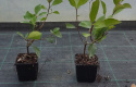 Głogownik Frasera Red Robin Photinia Zimozielony Czerwone Liście P9 Doniczka 0,5L Głogownik Frasera Red Robin Photinia Zimozielony Czerwone Liście P9 Doniczka 0,5L