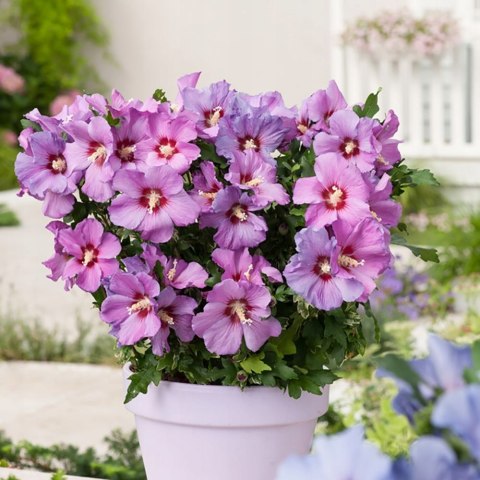 Hibiskus Ogrodowy Russian Fiolet Pełny Kwiat Różowo-Fioletowy Doniczka 2L Hibiskus Ogrodowy Russian Fiolet Pełny Kwiat Różowo-Fioletowy Doniczka 2L