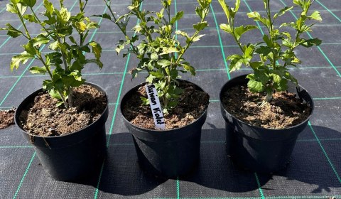 Hibiskus Ogrodowy Russian Fiolet Pełny Kwiat Różowo-Fioletowy Doniczka 2L Hibiskus Ogrodowy Russian Fiolet Pełny Kwiat Różowo-Fioletowy Doniczka 2L