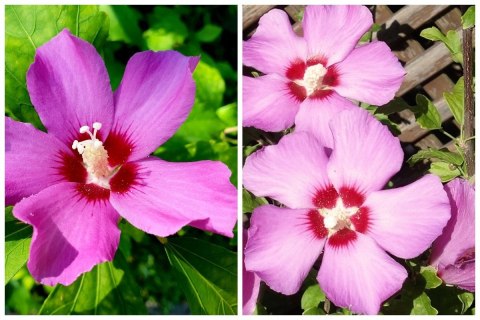 Hibiskus Ogrodowy Russian Fiolet Pełny Kwiat Różowo-Fioletowy Doniczka 2L Hibiskus Ogrodowy Russian Fiolet Pełny Kwiat Różowo-Fioletowy Doniczka 2L