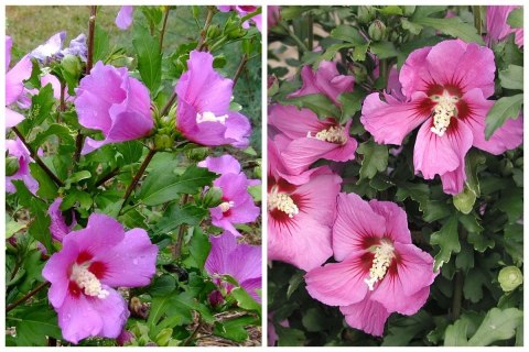 Hibiskus Ogrodowy Russian Fiolet Pełny Kwiat Różowo-Fioletowy Doniczka 2L Hibiskus Ogrodowy Russian Fiolet Pełny Kwiat Różowo-Fioletowy Doniczka 2L