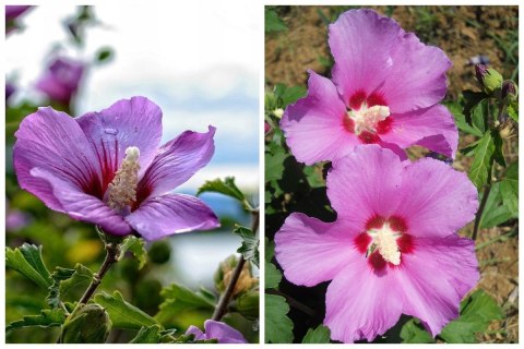 Hibiskus Ogrodowy Russian Fiolet Pełny Kwiat Różowo-Fioletowy Doniczka 2L Hibiskus Ogrodowy Russian Fiolet Pełny Kwiat Różowo-Fioletowy Doniczka 2L