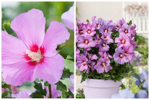 Hibiskus Ogrodowy Russian Fiolet Pełny Kwiat Różowo-Fioletowy Doniczka 2L Hibiskus Ogrodowy Russian Fiolet Pełny Kwiat Różowo-Fioletowy Doniczka 2L