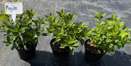 Hortensja Bukietowa Mojito doniczka 3L