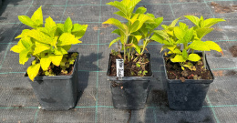 Hortensja Ogrodowa Green Shadow Idealna do Donicy na Taras doniczka 1L