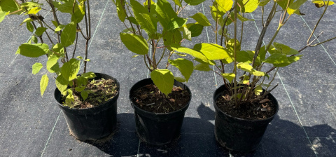 Hortensja drzewiasta Lime Rickey Limonkowa Annabelle doniczka 2L Hortensja drzewiasta Lime Rickey Limonkowa Annabelle doniczka 2L
