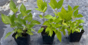 Hortensja drzewiasta Lime Rickey Limonkowa Annabelle doniczka 1 L