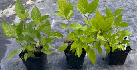 Hortensja drzewiasta Lime Rickey Limonkowa Annabelle doniczka 1 L Hortensja drzewiasta Lime Rickey Limonkowa Annabelle doniczka 1 L
