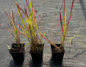 Imperata Red Baron doniczka 1L