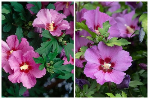 Hibiskus Ogrodowy Woodbridge Różowy doniczka 2L Hibiskus Ogrodowy Woodbridge Różowy doniczka 2L