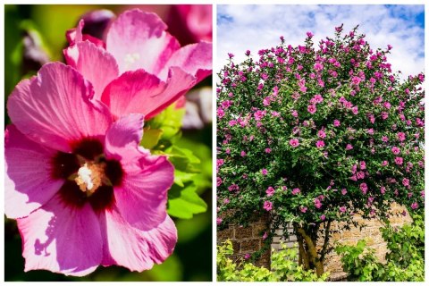 Hibiskus Ogrodowy Woodbridge Różowy doniczka 2L Hibiskus Ogrodowy Woodbridge Różowy doniczka 2L