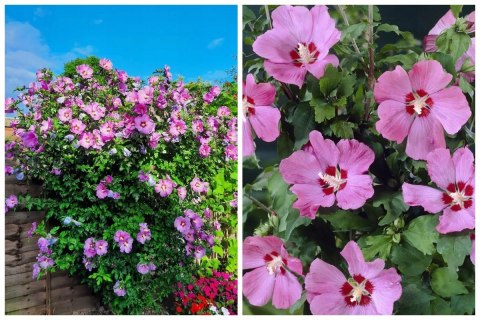 Hibiskus Ogrodowy Woodbridge Różowy doniczka 2L Hibiskus Ogrodowy Woodbridge Różowy doniczka 2L